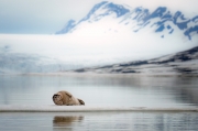 Svalbard Bearded Seal - Svalbard Norway
