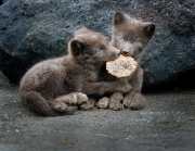 Arctic Fox Kits with Crab Shell - St Paul Island Alaska