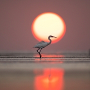 Reddish egret, tall and proud - South Padre Island, TX