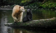 Fishing Lesson - Great Bear Rainforest
