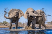 Symmetry - Mashatu, Botswana