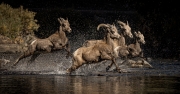 Stampede - Waterton Canyon, Colorado
