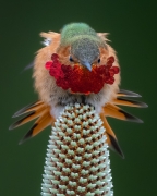 "Hummingbird Flare" -  Allen's Hummingbird - Santa Cruz, California