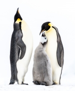 Everyone wants Mom's love - Snow Hill, Antarctica