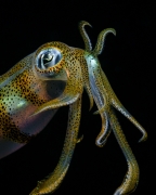 Squid portrait - Philippines, Zamboanguita