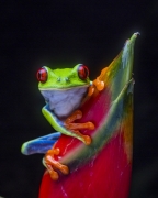 "I'm looking at you!" - Frog's Heaven, Costa Rica