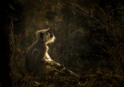 Reflecting on the Theory of Evolution - Bandhavgarh National Park, India