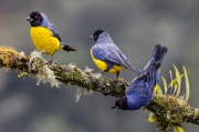 Hooded Mountain Tanager Trio - Western foothills of Andes, Columbia