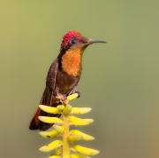 Ruby-topaz Hummingbird - Armenia, Columbia