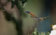 Carrot Wasp - Golden, CO