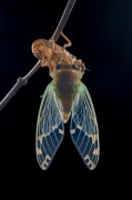 Emerald Cicada - Sarapique, Costa Rica