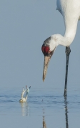 Whooping Crane and Blue Crab - Aransas Co., TX