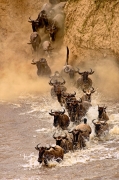 Crossing the River - Masai Mara Kenya