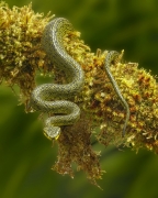Black-Speckled Palm-Pit Viper - Costa Rica