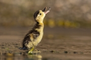 Ring-necked Duckling - Eastern Idaho