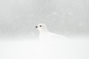 Snow Bird - Churchill, Manitoba, Canada