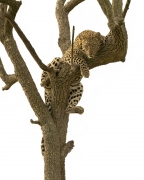Leopard Hanging Out - Masai Mara National Reserve, Kenya
