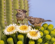Cactus Wren Pair Feeding on Saguaro Blooms - Oro Valley, Arizona