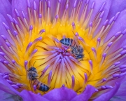 The pollinators - Chicago, Illinois,USA