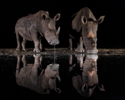 Four Rhinos - South Africa