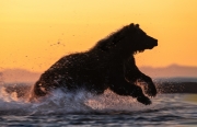 Grizzly silhouetted at sunrise on Cook Inlet coastline - Lake Clark National Park, Alaska