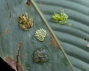 Reticulated Glass Frogs (female left, male right) and eggs on a leaf - Guapiles, Costa Rica