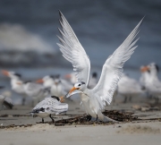 Royal Tern Feeding chick - South Beach, Jekyll Island, GA