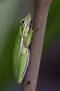 Green Treefrog - Picayune Strand State Forest, Florida