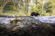The Bear and the Salmon - Vancouver Island, British Columbia, Canada