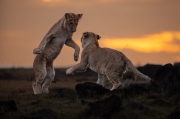 Let's Dance! - Mara North Conservancy, Masai Mara