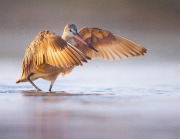Marbled Godwit Drying Its Wings - Morro Bay, California