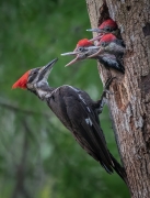 Pileated Woodpecker Mom and Three Chicks - Palm Harbor, Florida