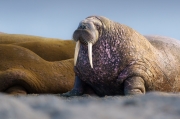 Male Walrus - Svalbard