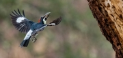 Acorn Woodpecker - Pinnacles National Park, CA, USA