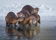River otters - Yellowstone National Park, Wyoming