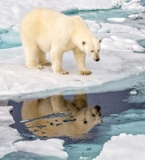 Polar bear and reflection - Svalbard