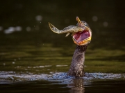 Cormorant eating suckermouth catfish - Pantanal, Brazil