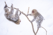 Pair of snow monkeys playing - Jigokudani, Japan