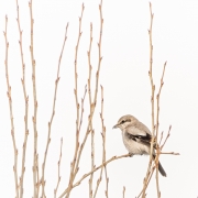 The Willow and the Shrike - Northern Colorado