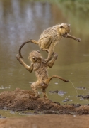 Monkey Business - Amboseli