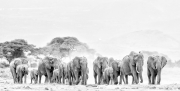 Amboseli caravan - Amboseli, Kenya