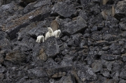 Precarious - Svalbard Archipelago
