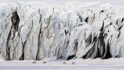 Glacier with Greenland Reindeer - Greenland