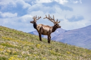 Two-headed elk - Rocky Mountain National Park, CO