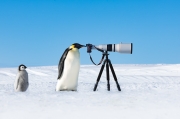 Emperor Spy - Antarctica