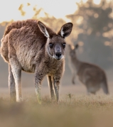 Eastern grey kangaroos at sunrise - Brisbane , Queensland