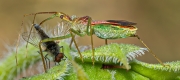 Assassin Bug Eating a Fly - Saginaw, Texas
