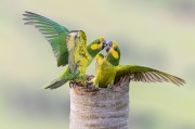 Yellow-Eared Parrot Squabble - Colombia, South America
