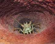 Caribbean Reef Lobster Fidgeting in a Giant Barrel Sponge - On a quite deep (90 feet) at an atoll far offshore of Belize