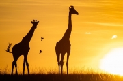 Giraffes at sunrise - Masai Mara, Kenya